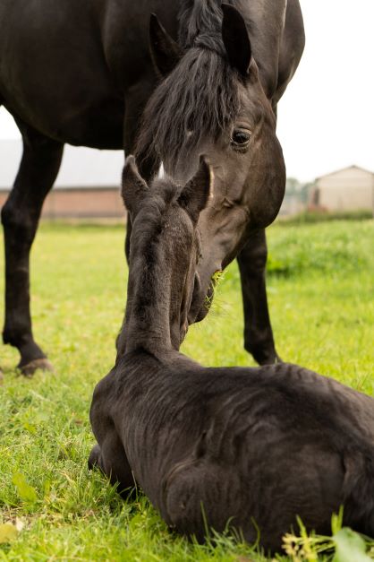 Foal Speed Ahead Caring For The Newborn Horse Cornell University Yvon Hoogers HJWvkatR5PQ Unsplash Foal4
